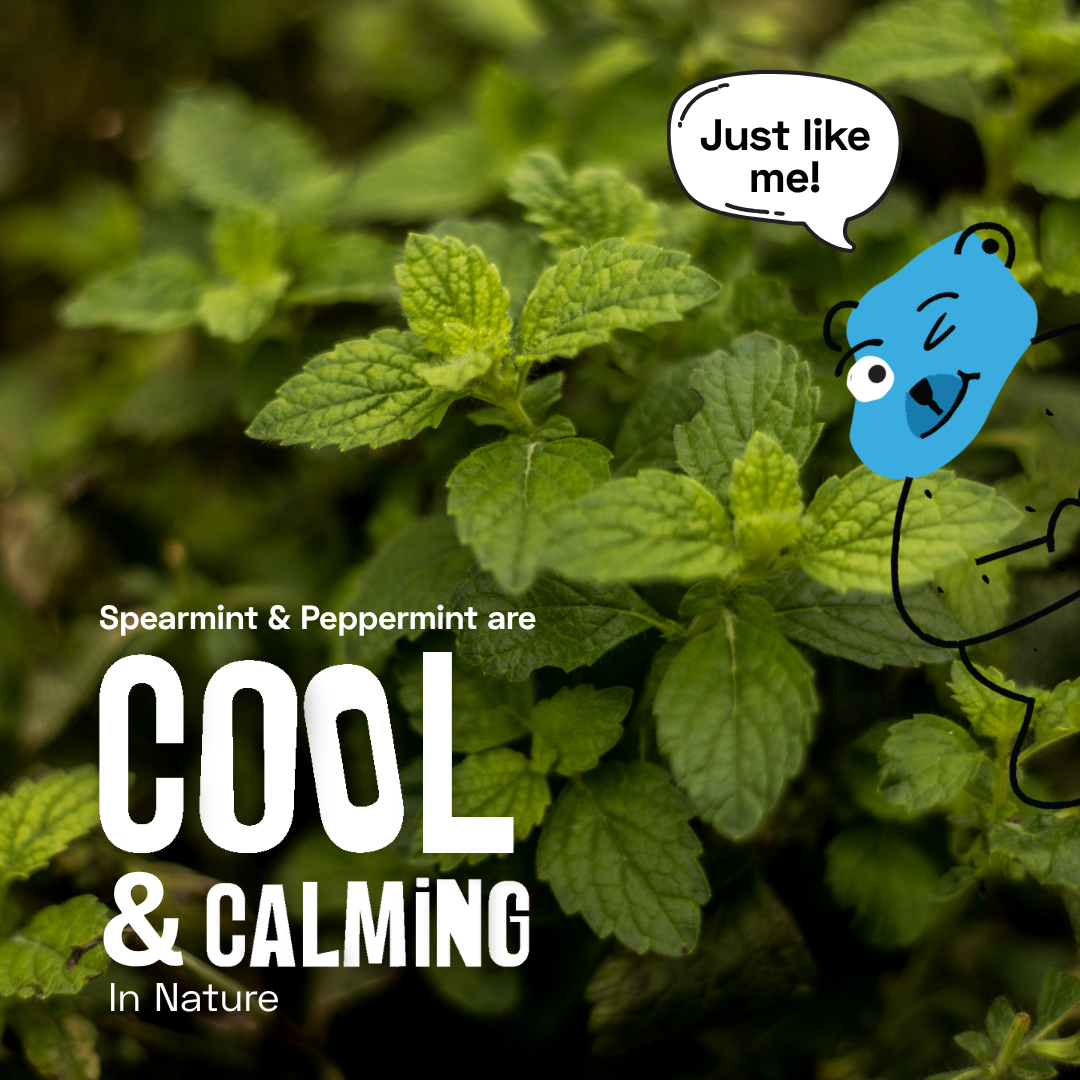 Spearmint & Peppermint Oils: Refreshing Health Benefits | Mezmo ...